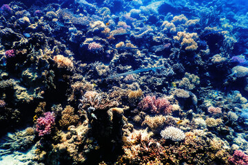 Underwater view of the coral reef, Tropical waters