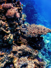 Naklejka na ściany i meble Underwater view of the coral reef, Tropical waters