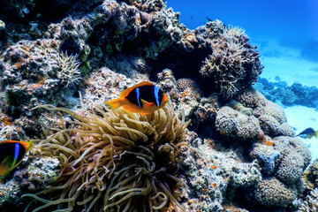 Fototapeta na wymiar Red Sea clownfish (Amphiprion bicinctus) Red Sea