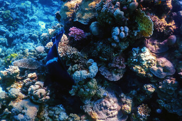 Underwater view of the coral reef, Tropical waters - obrazy, fototapety, plakaty