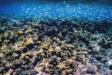 Underwater landscape reef with algae, Blue underwater