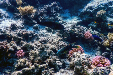 Underwater view of the coral reef, Tropical waters
