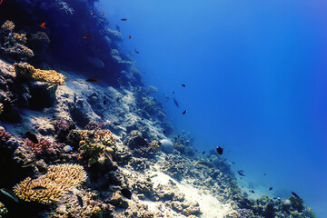 Polyps of the coral, Underwater landscape reef