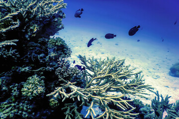 Fototapeta na wymiar Staghorn coral (Acropora cervicornis) Tropical waters