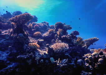 Underwater view of the coral reef, Tropical waters