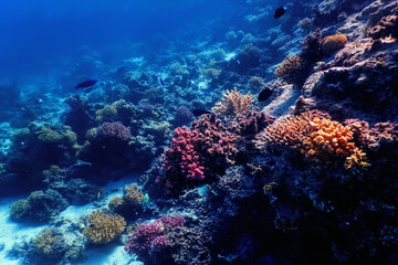 Fototapeta na wymiar Underwater view of the coral reef, Tropical waters