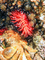 Warty Crab,  Red Anemone, Underwater