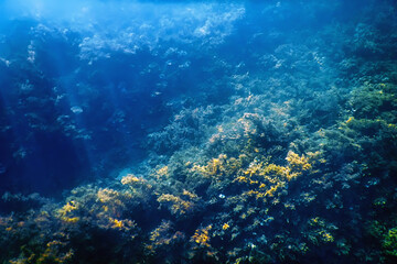 Naklejka na ściany i meble Underwater Scene Sunlight, fish Underwater Life
