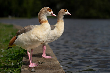 Egyptian goose by a lake