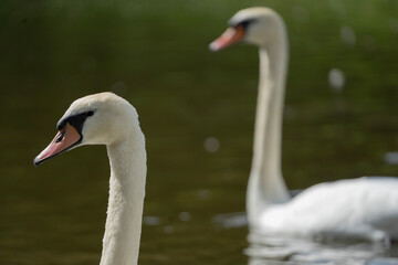 swan on the lake