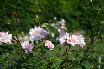 Giardino dell rose in piazzale Michelangelo . Firenze