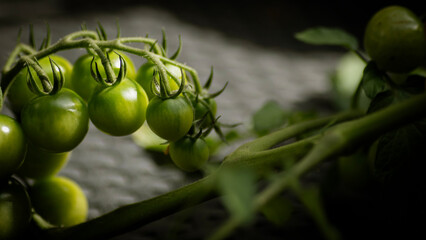 tomaten anbau rezept ernährungsplan