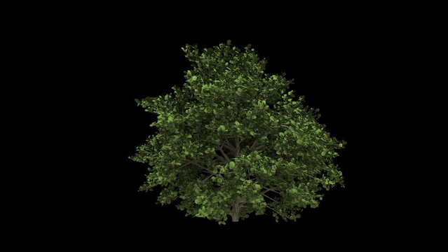 Windy forest bush with green leaves fully isolated with alpha channel