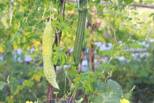 Wild Bitter Gourd, Bitter Cucumber,Bitter Gourd and  gambas or oyong (Luffa acutangula)