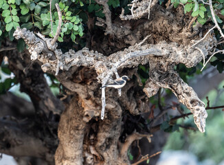 beautiful shrike birds looking for food in natural environment in summer