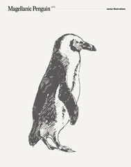 Magellanic Penguin realistic hand drawn, sketch