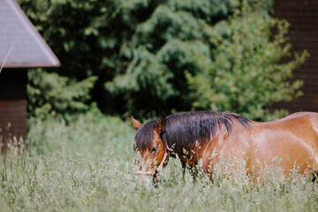 Photo of a majestic brown horse standing in a vibrant green field