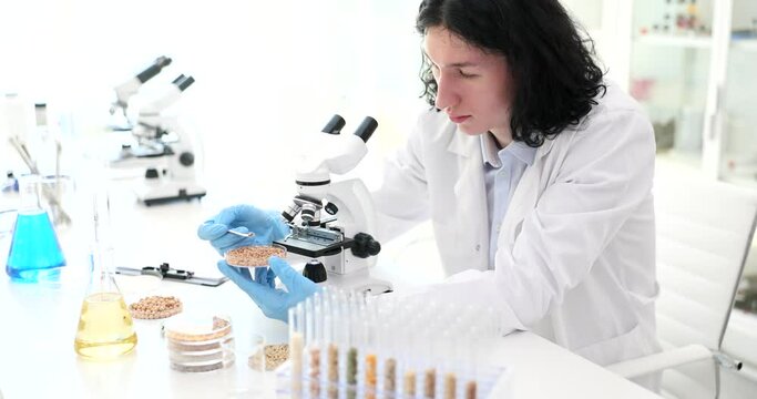 Scientist examining grains of wheat under microscope in laboratory. Man sits at table near glassware with grains in laboratory