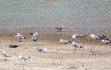 Fototapeta na wymiar herring gulls on the lake looking for food in their natural environment in summer
