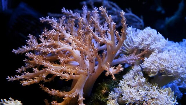 Kenya tree coral polyp frag and pulsing xenia colony move in strong current, popular pet for beginner aquarist in nano reef marine aquarium, LED actinic blue low light, live rock ecosystem aquadesign