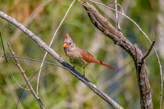 Northern Cardinal Perched in a Tree