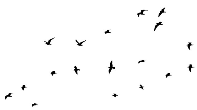 png flock of birds silhouette isolated on clear background	