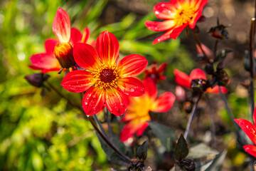 red and yellow flowers