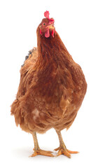 Brown hen isolated.
