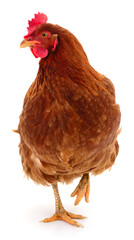 Brown hen isolated.