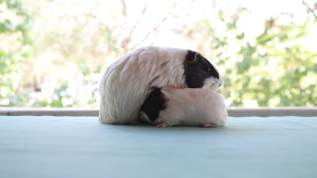 Adorable Newborn Guinea Pigs Just a Few Days Old Hiding Under Their Mother &ndash; Cute Baby Rodents in Cozy Moment
