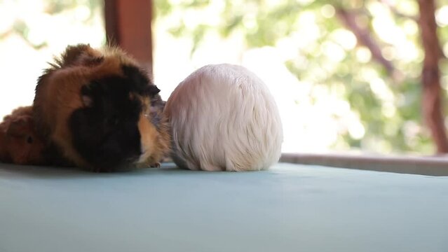 Adorable Newborn Guinea Pigs Just a Few Days Old Hiding Under Their Mother &ndash; Cute Baby Rodents in Cozy Moment