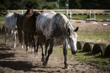 beautiful horses in a stud farm