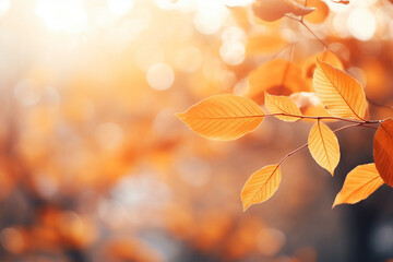 Beautiful autumn nature background with orange leaves on tree and blurry background with sunlight and bokeh
