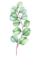 leaf eucalyptus isolated on white