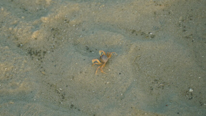 Close up small crab walking on the beach