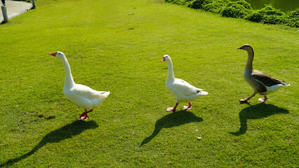 Obraz premium Geese walking in the field