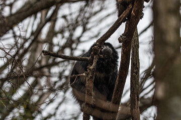 Mono Caraya (aullador) en las ramas de un arbol en un refugio. La Cumbre, Cordoba, Argentina - obrazy, fototapety, plakaty