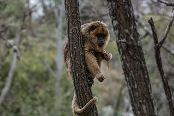 Mono Caraya ( Aullador) en el bosque. La Cumbre, Cordoba, Argentina
