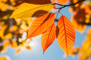 Obraz premium Sunny day golden automn light, falling leaves, and nature tones of autumn on blue sky background