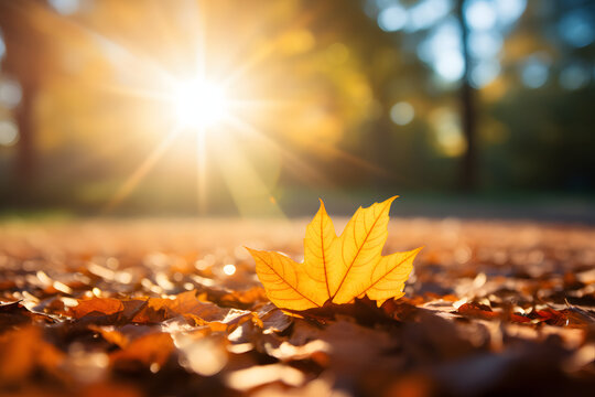 Sunny day golden automn light, falling leaves, and nature tones of autumn on blue sky background