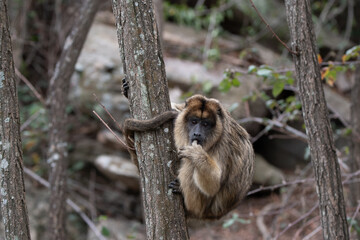 Mono Caraya en el bosque, La Cumbre, Cordoba, Argentina