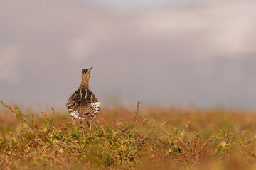 Great snipe (Gallinago media)