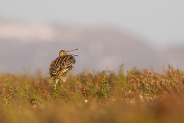 Great snipe (Gallinago media)