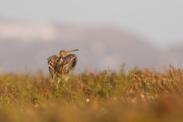Great snipe (Gallinago media)