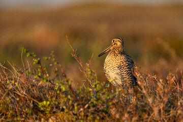 Great snipe (Gallinago media)