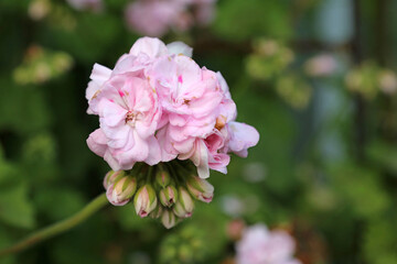 Macro image of a pink Bedding Geranium bloom, Derbyshire England
