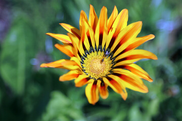 Macro image of a sunlit Treasure Flower bloom, Derbyshire England
