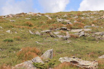 Mountain landscape, stones among the grass. Carpathian mountains of Ukraine. The concept of tourism...