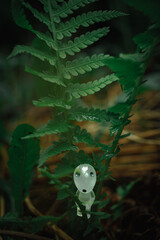 fern in the forest