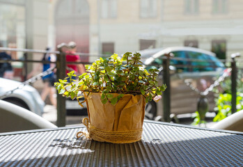 A green plant in a pot covered with brown paper against the backdrop of an urban landscape.